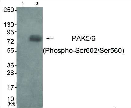 Anti-phospho-PAK5/6 (pSer602/Ser560) antibody produced in rabbit affinity isolated antibody