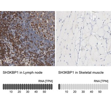 Anti-SH3KBP1 antibody produced in rabbit Ab2, Prestige Antibodies&#174; Powered by Atlas Antibodies, affinity isolated antibody, buffered aqueous glycerol solution