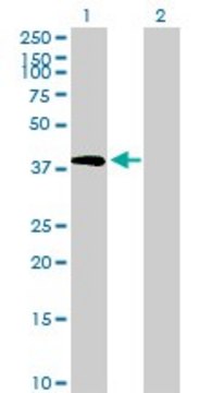 Anti-TRIB2 antibody produced in mouse purified immunoglobulin, buffered aqueous solution