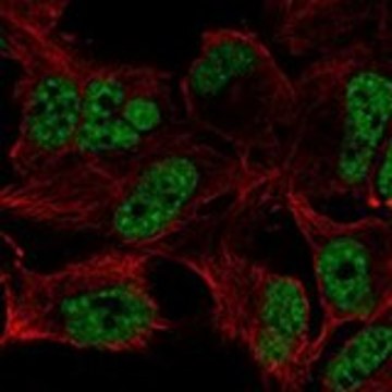 Anti-ZFAND5 antibody produced in rabbit Prestige Antibodies&#174; Powered by Atlas Antibodies, affinity isolated antibody, buffered aqueous glycerol solution