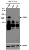 Monoclonal Anti-ARID2 antibody produced in mouse clone GT7311, affinity isolated antibody