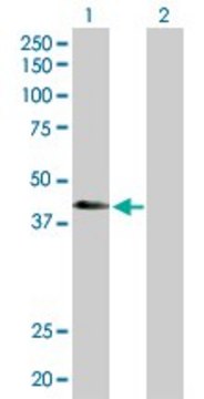 Anti-ATP6V1C2 antibody produced in rabbit purified immunoglobulin, buffered aqueous solution