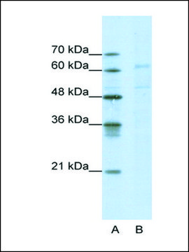 Anti-CACNB3 antibody produced in rabbit IgG fraction of antiserum