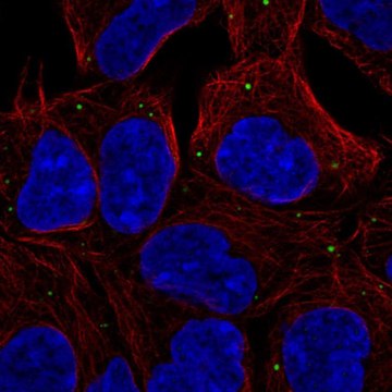 Anti-EDC4 antibody produced in rabbit Prestige Antibodies&#174; Powered by Atlas Antibodies, affinity isolated antibody