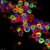 Anti-Influenza A Nucleoprotein Antibody, clone A3 ZooMAb® Mouse Monoclonal recombinant, expressed in HEK 293 cells