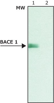 Anti-BACE 1, C-Terminus (485-501) antibody produced in rabbit affinity isolated antibody, buffered aqueous solution