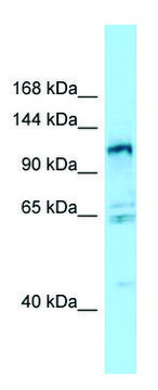 Anti-GPRC6A (N-terminal) antibody produced in rabbit affinity isolated antibody