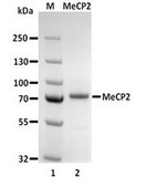Human Recombinant MeCP2 (methyl-CpG-binding protein 2) Human recombinant N-terminal His-tagged MeCP2 expressed in SF9 insect cells &amp; purified by Fast Protein Liquid Chromatography (FPLC) &amp; demonstrated to bind methylated DNA