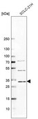 Anti-PUSL1 antibody produced in rabbit Prestige Antibodies® Powered by Atlas Antibodies, affinity isolated antibody, buffered aqueous glycerol solution