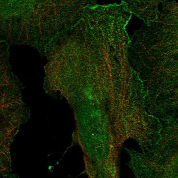 Anti-Drd4 Antibody Produced In Rabbit Prestige Antibodies&#174; Powered by Atlas Antibodies, affinity isolated antibody, buffered aqueous glycerol solution