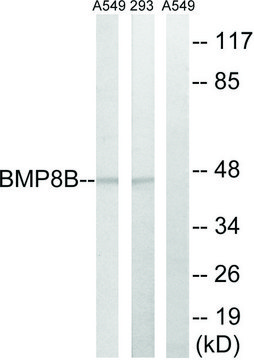 Anti-BMP8B antibody produced in rabbit affinity isolated antibody