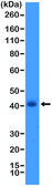 Anti-TTF1 (Thyroid transcription factor 1) antibody, Rabbit monoclonal recombinant, expressed in HEK 293 cells, clone RM373, purified immunoglobulin