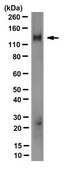 Anti-PMCA4b Antibody, clone JA3 clone JA3, from mouse