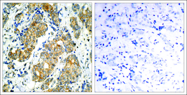 Anti-GSK3A (Ab-21) antibody produced in rabbit affinity isolated antibody