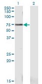 Monoclonal Anti-PWP1 antibody produced in mouse clone 1A12, purified immunoglobulin, buffered aqueous solution