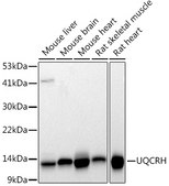 Anti-UQCRH Antibody, clone 4Z1R9, Rabbit Monoclonal