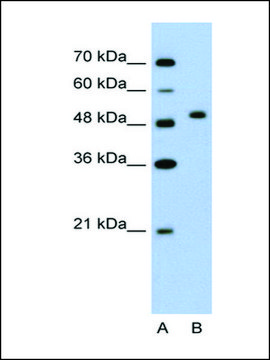 Anti-FLJ14213 antibody produced in rabbit IgG fraction of antiserum