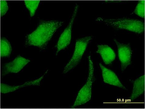 Monoclonal Anti-TRIM47, (C-terminal) antibody produced in mouse clone 3C8, purified immunoglobulin, buffered aqueous solution