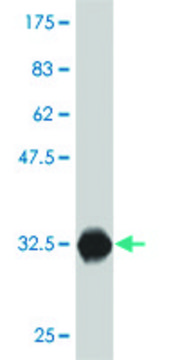 ANTI-ZIC1 antibody produced in mouse clone 1B2, purified immunoglobulin, buffered aqueous solution