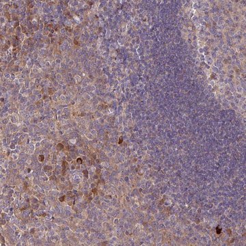 Anti-TNFSF12 antibody produced in rabbit Prestige Antibodies&#174; Powered by Atlas Antibodies, affinity isolated antibody, buffered aqueous glycerol solution