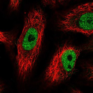 Anti-PHF12 antibody produced in rabbit Prestige Antibodies&#174; Powered by Atlas Antibodies, affinity isolated antibody