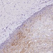 Anti-KLK8 antibody produced in rabbit Prestige Antibodies® Powered by Atlas Antibodies, affinity isolated antibody, buffered aqueous glycerol solution