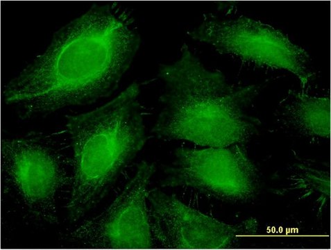 Monoclonal Anti-ABCF1 antibody produced in mouse clone 1B4, purified immunoglobulin, buffered aqueous solution