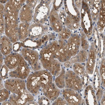 Anti-GPR31 antibody produced in rabbit Prestige Antibodies&#174; Powered by Atlas Antibodies, affinity isolated antibody, buffered aqueous glycerol solution