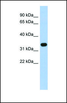 Anti-SULT1B1, (N-terminal) antibody produced in rabbit affinity isolated antibody