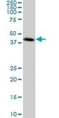Monoclonal Anti-CKMT1B antibody produced in mouse clone 2C8, purified immunoglobulin, buffered aqueous solution