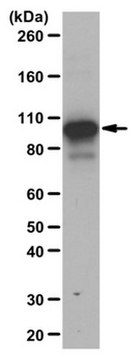 抗三甲基STAT3（Lys180）抗体 from rabbit, purified by affinity chromatography