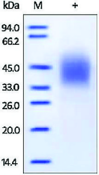 Fc gamma RIIIB/CD16b human recombinant, expressed in HEK 293 cells, &#8805;98% (SDS-PAGE)