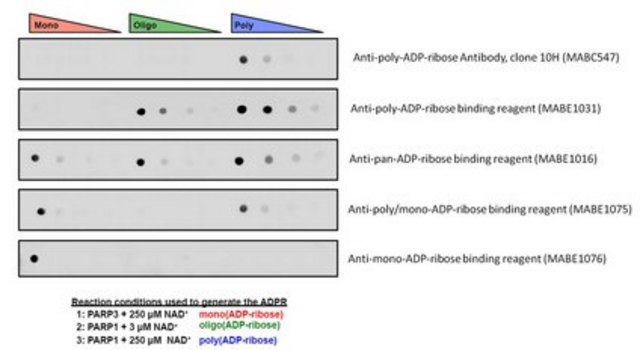 Anti-mono- and poly-ADP-ribose binding reagent from Escherichia coli