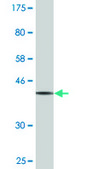Monoclonal Anti-HMG20A antibody produced in mouse clone 4D5, purified immunoglobulin, buffered aqueous solution