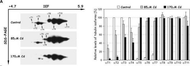 Monoclonal Anti-Tubulin, Tyrosine antibody produced in mouse clone TUB-1A2, ascites fluid