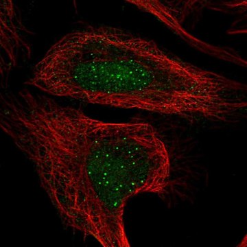 Anti-CENPT antibody produced in rabbit Prestige Antibodies&#174; Powered by Atlas Antibodies, affinity isolated antibody