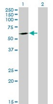 Anti-FPGT antibody produced in mouse purified immunoglobulin, buffered aqueous solution