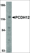 Anti-PCDH12 antibody produced in rabbit affinity isolated antibody, buffered aqueous solution
