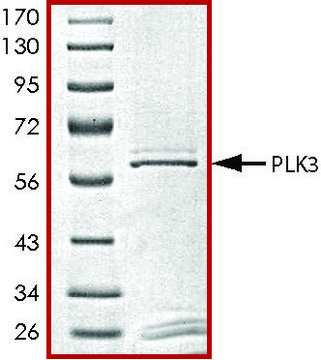 PLK3, active, GST tagged human PRECISIO&#174;, recombinant, expressed in baculovirus infected Sf9 cells, &#8805;70% (SDS-PAGE), buffered aqueous glycerol solution