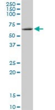 Anti-MMP19 antibody produced in mouse purified immunoglobulin, buffered aqueous solution