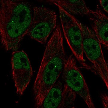 Anti-RXRG antibody produced in rabbit Prestige Antibodies&#174; Powered by Atlas Antibodies, affinity isolated antibody