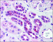 Anti-PCBP4 antibody produced in rabbit affinity isolated antibody, buffered aqueous solution