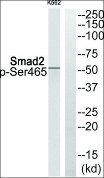 Anti-phospho-Smad2 (pSer465) antibody produced in rabbit affinity isolated antibody