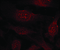 Anti-GSK3B (Ab-9) antibody produced in rabbit affinity isolated antibody