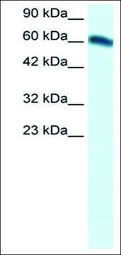 Anti-FOXC2 (AB2) antibody produced in rabbit IgG fraction of antiserum