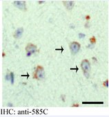 Anti-APP585C serum, from rabbit