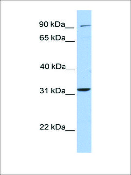 Anti-ELFN2 antibody produced in rabbit affinity isolated antibody