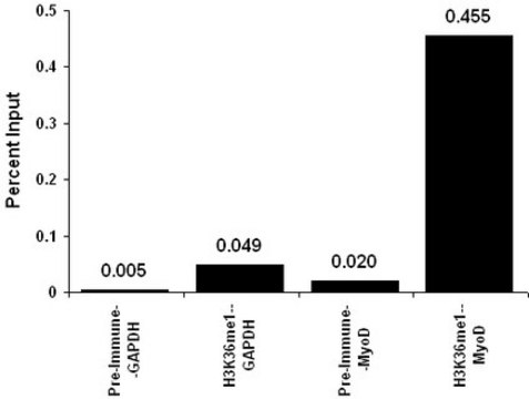 Anti-monomethyl-Histone H3 (Lys36) Antibody serum, Upstate&#174;