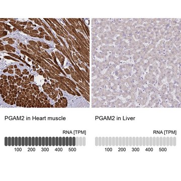 Anti-PGAM2 antibody produced in rabbit Prestige Antibodies&#174; Powered by Atlas Antibodies, affinity isolated antibody, buffered aqueous glycerol solution