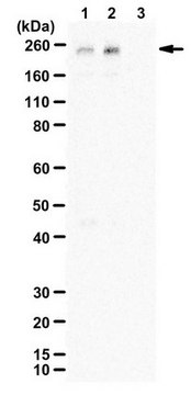 Anti-phospho-LRP-6 (Thr1479) from rabbit